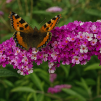 Budleja Dávidova (Buddleja Davidii) ´BERRY´S CREAM´ - výška 20-30 cm, kont. C2L